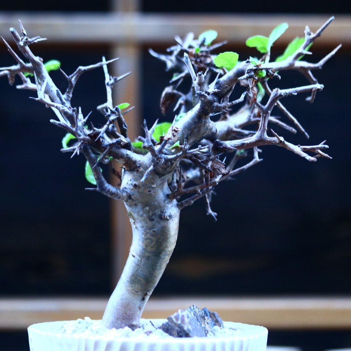 \"Commiphora wightii\" コミフォラ ワイティ 実生　良型 コミフォラ ワイティ／Commiphora wightii no.112045 | 芽の巣山