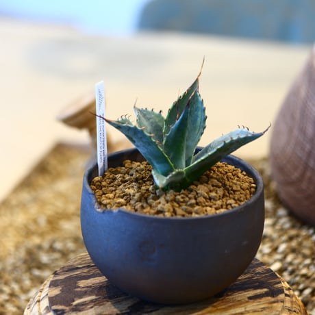 N/OH × Agave parrasana〝Fire ball”   no.41484