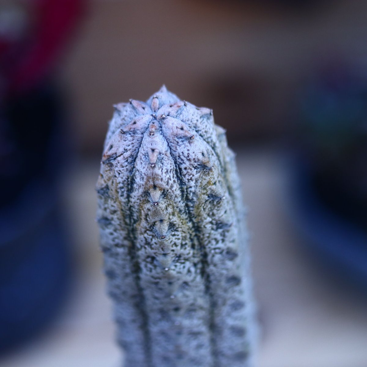 ユーフォルビア アブデルクリ 接ぎおろし 超特大 特大 現地球