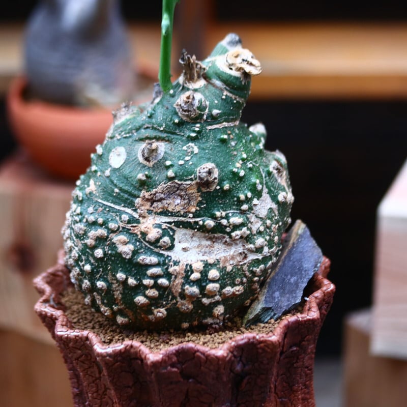 【良型】アデニア グロボーサ Ancientconical Pot S + アデニア・グロボーサ | 多肉植物・特別