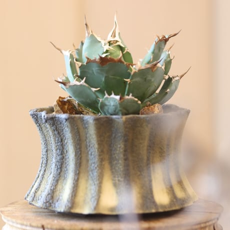 Agave titanota Sierra Mixteca × soso　no.112-2