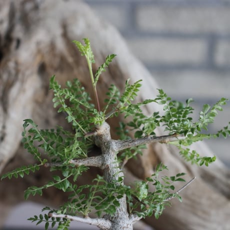 Boswellia neglecta Mutha × 備前鉢2.5号 / snp plants  no.607-4