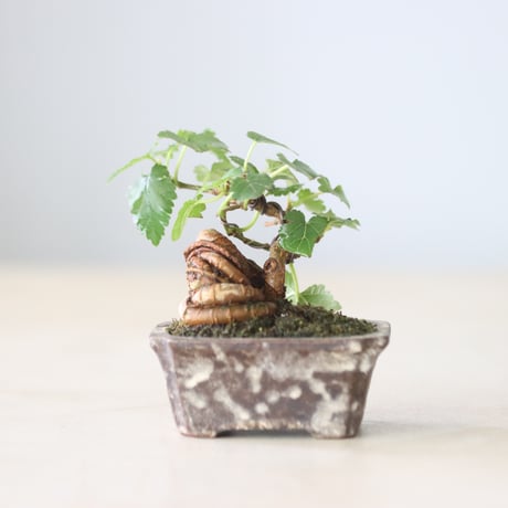 たけろうポット 鉢 新品 たけろうポット TAKERO POT ムシクイ ボール