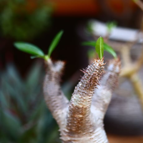 パキポディウム  マカイエンセ／Pachypodium Makayense       no.91205