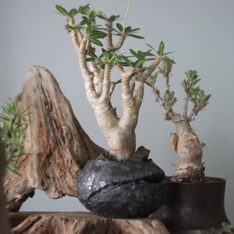 Pachypodium Makayense × Akira Matsuda / PLANETX  no.63003