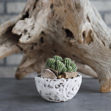 Euphorbia sepultap × 陶器鉢 (3号)  no.629-21