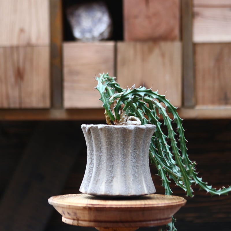 ユーフォルビア クンチー/Euphorbia knuthii no.20526 | 芽の巣山 ユーフォルビア クンチー/Euphorbia knuthii no.20526 | 芽の巣山