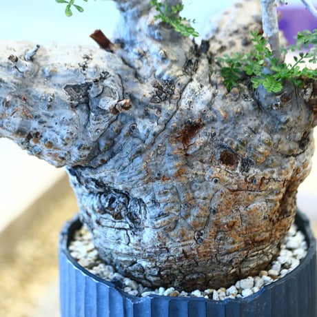 N/OH × Operculicarya  pachypus     no.61862