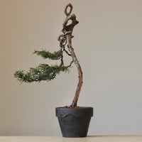 真柏 / YOSHIZAWA3-SHOHINBONSAI   no.223-40