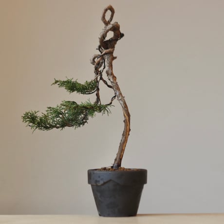 CATEGORY 2025/2/23 20:00~盆栽 | 芽の巣山