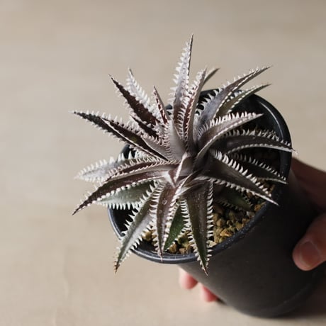 Dyckia 'Bakers Domain' x 'Super Arizona' Shidoku_Plants Hybrid / (3.5号鉢)  no.913/62