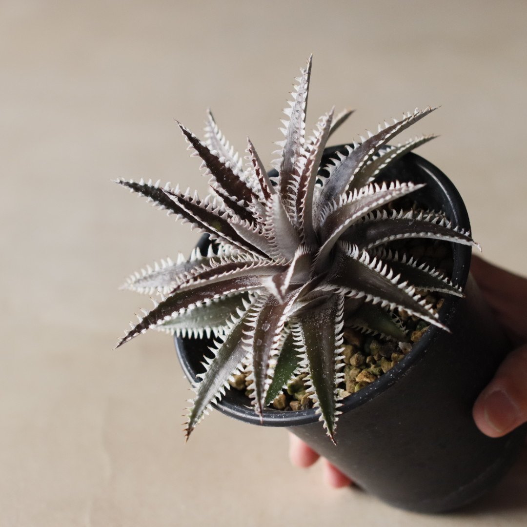 Dyckia 'Bakers Domain' x 'Super Arizona' Shidok