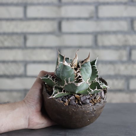 Agave titanota personal collection × takero pot (4.5号)  no.621/34