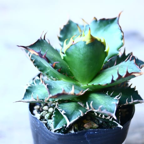 アガベ チタノタ レッドキャットウィールズ  Agave titanota"Red Catweezle”   no110838-4