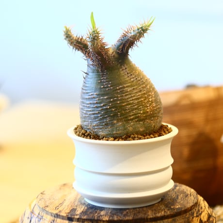 たけろうポット × Pachypodium gracilius   no.40711