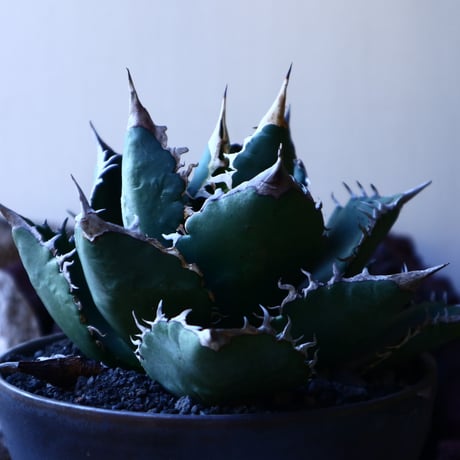 アガベ チタノタ    Agave titanota     no.33212