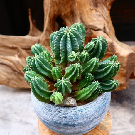 ユーフォルビア バリダ×ホリダ / Euphorbia  valida × horrida    no.31211