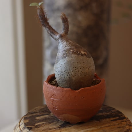 Pachypodium gracilius × N/OH  no.82546