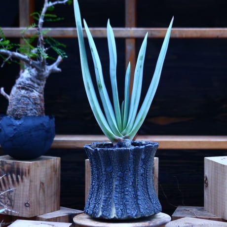 【現品】アロエ・プリカティリス（Aloe plicatilis）8号鉢　Ｎ１５番 現品】アロエ・プリカティリス（Aloe plicatilis）8号鉢 N15