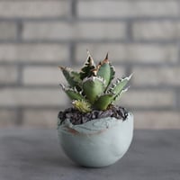 アズテキウム リッテリ 花籠 自根 Aztekium ritteri no.2281