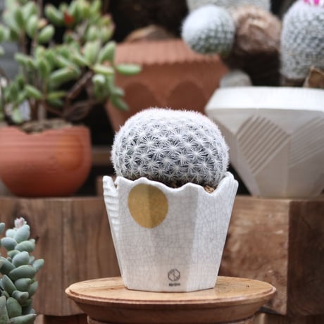 マミラリア 満月／Mammillaria candida var estanzuelensis   no.112727