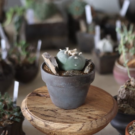 Lophophora williamsii (大型鳥羽玉) × YAMABACHI var.takero pot  no.1201-10