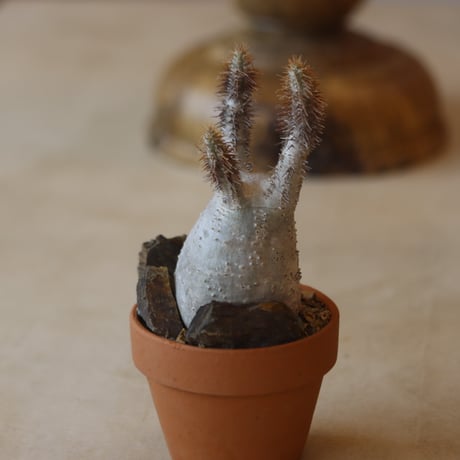 Pachypodium gracilius × YAMABACHI    no.112-46