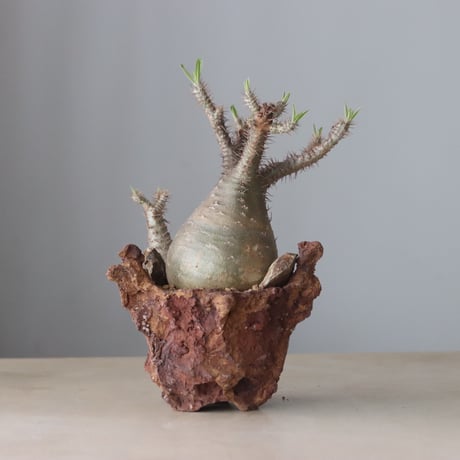 Pachypodium gracilius × Ion Fukazawa / PLANETX (5号鉢)   no.420-45