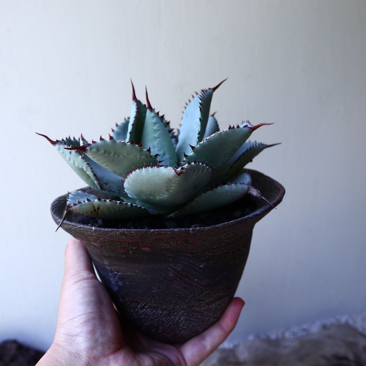 Agave 'Dragon Toes' ドラゴントゥース 大株 アガベ ドラゴントゥース Agave Dragon Toes no.111028