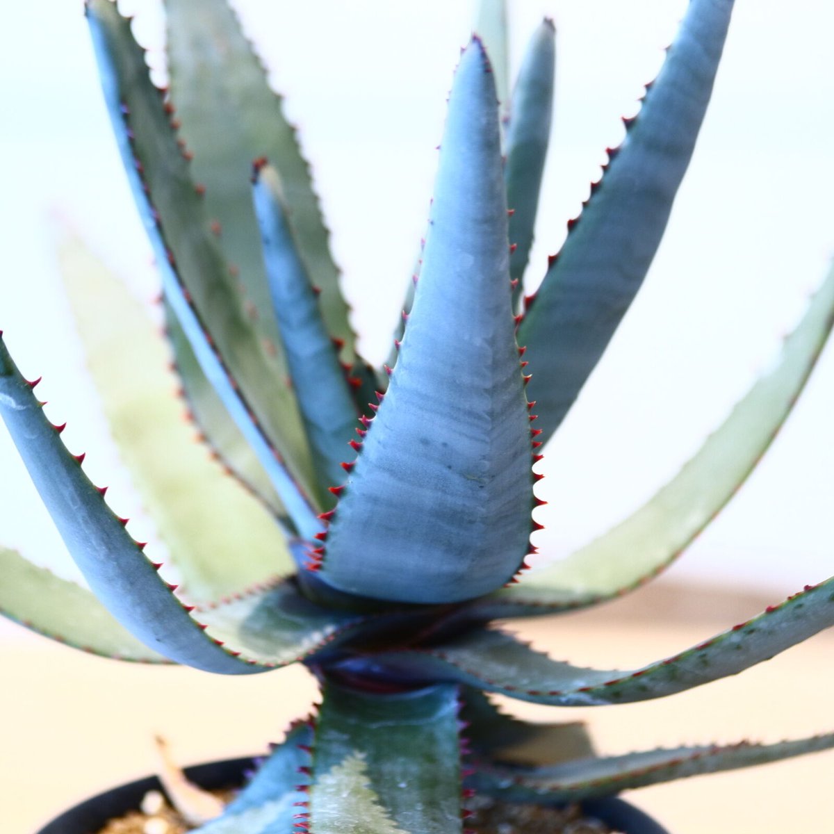 アロエ コニフェラ / Aloe conifera no.51418 | 芽の巣山