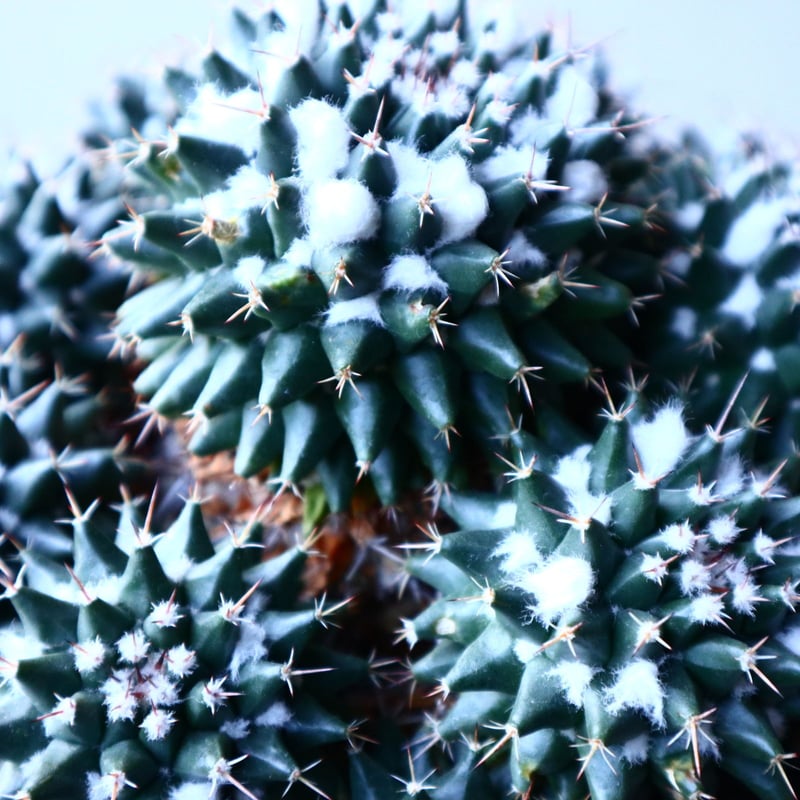 マミラリア ブカレンシス Mammillaria bucareliensis no.12152