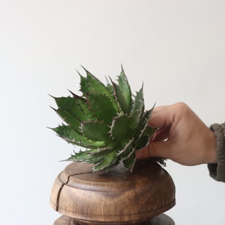 U.S. horrida (Agave horrida) / Style of Chika　no.1227-21