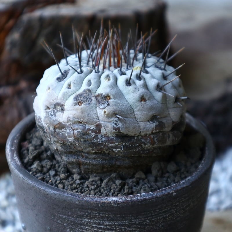 コピアポア 孤竜丸 Copiapoa cinerea var. columna-alba