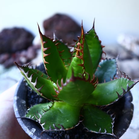 アガベ ホリダ   Agave horrida   no.72805