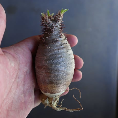 パキポディウム グラキリス 抜苗  Pachypodium rosulatum var. gracilius no.100622