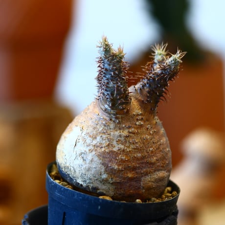 'ハルコイ´セット (N/OH × Pachypodium gracilius)  no.30315
