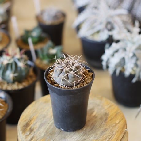 Gymnocalycium mazanense / 魔天竜 (2.5号)  no.1226/35