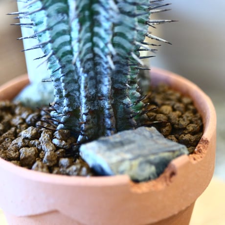 YAMABACHI ver. N/OH × Euphorbia  horrida    no.111901