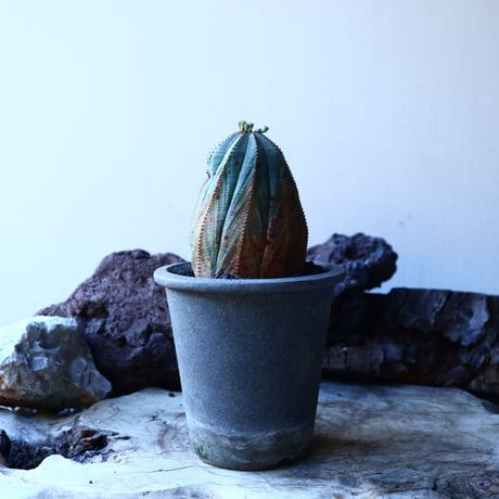 ユーフォルビア  オベサ    Euphorbia obesa　no.30121
