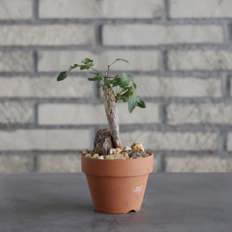 Bursera fagaroides × YAMABACHI (3号)  no.621/30