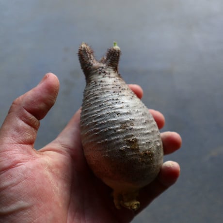パキポディウム グラキリス 抜苗  Pachypodium rosulatum var. gracilius no.92929