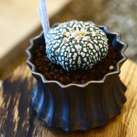 Astrophytum asterias 'Super Kabuto' × soso   no.111213