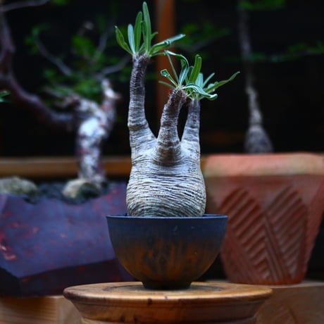 パキポディウム  グラキリス ／Pachypodium  gracilius     no.101036