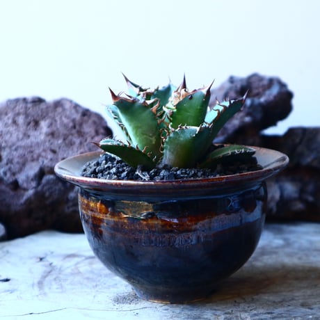 アガベ チタノタ レッドキャットウィールズ  Agave titanota"Red Catweezle”   no.30103