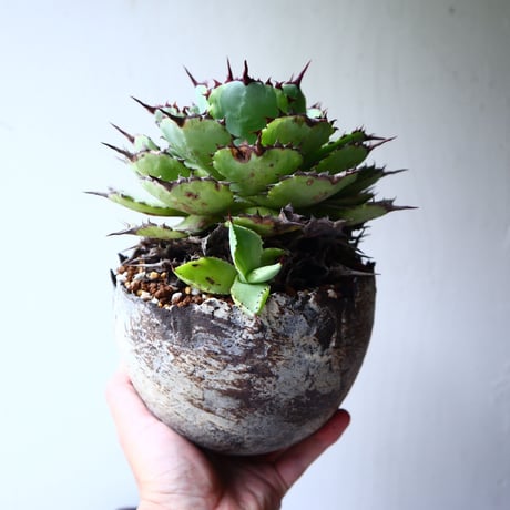 アガベ   ポタトラム     Agave potatorum    no.72104