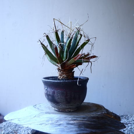 レウクテンベルギア  晃山    Leuchtenbergia principis  no.20207