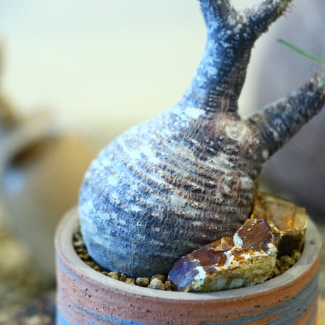 N/OH × Pachypodium gracilius   no.41458