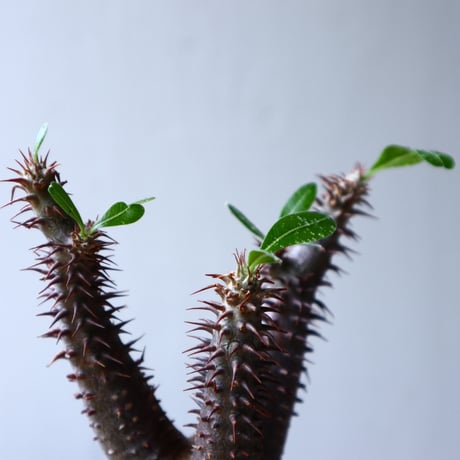 パキポディウム  マカイエンセ    Pachypodium Makayense  no71440