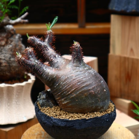 パキポディウム  グラキリス／Pachypodium  gracilius    no.71024