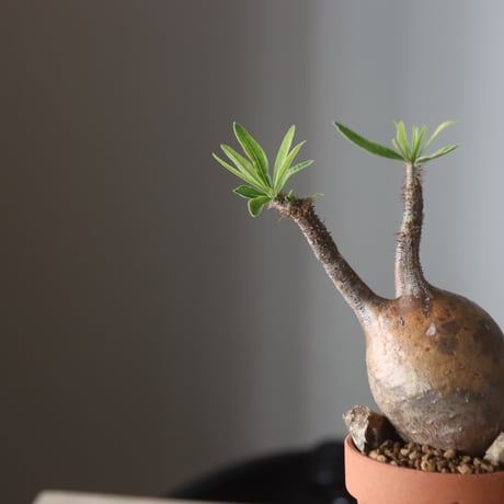 Pachypodium gracilius × YAMABACHI var. N/OH  no.905-32